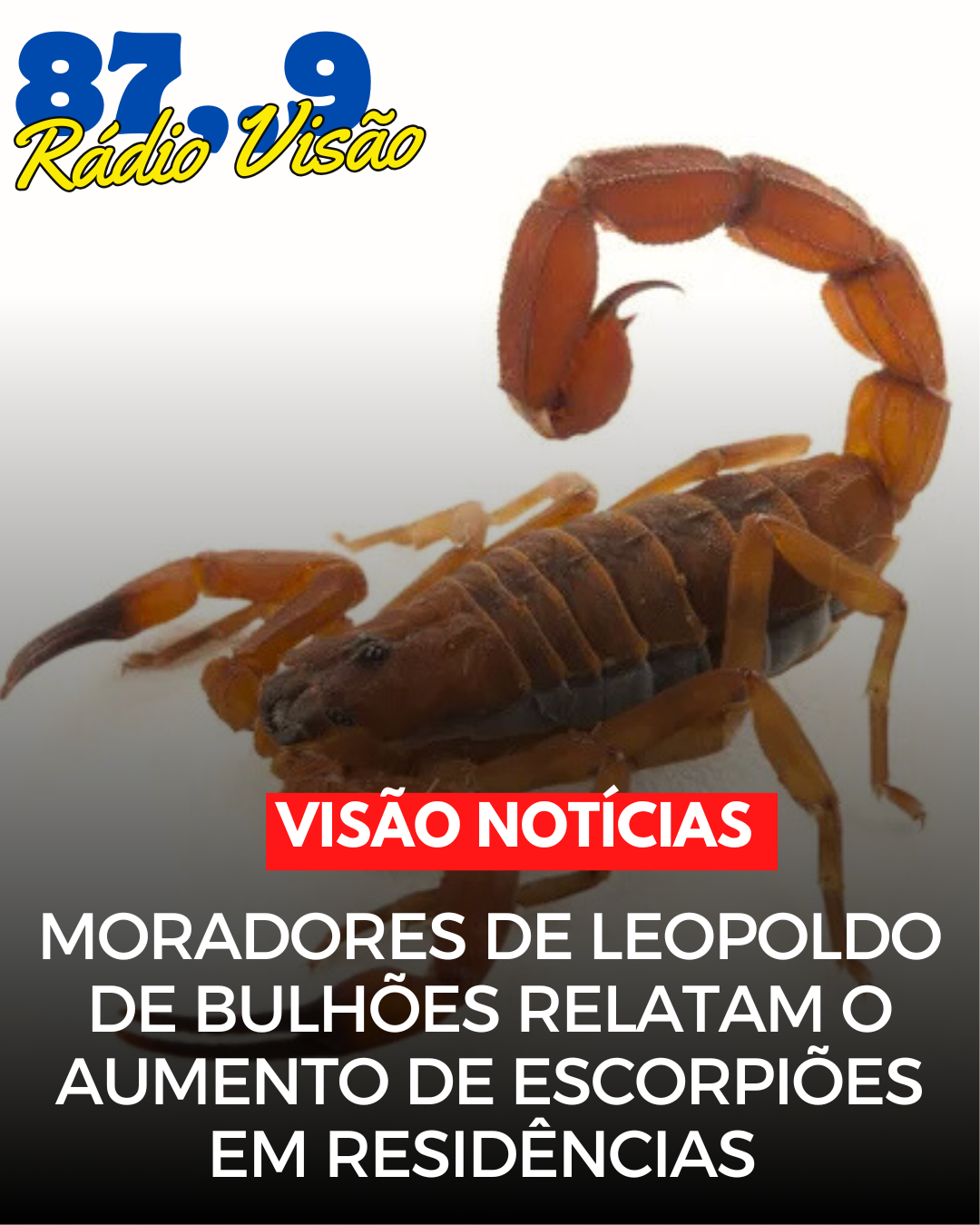 ​Moradores de Leopoldo de Bulhões Relatam Aumento de Escorpiões em Residências.